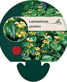 Lamiastrum galeobdolon Pot 9 cm