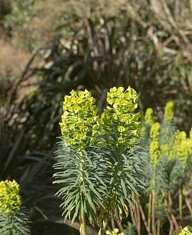 Euphorbia characias wulfenii Pot 9 cm