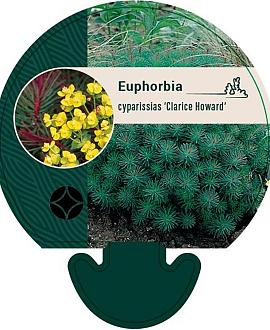 Euphorbia cyp. 'Clarice Howard' Pot 9 cm