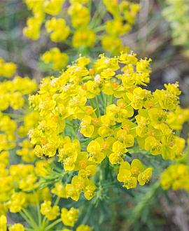 Euphorbia cyp. 'Clarice Howard' Pot 9 cm