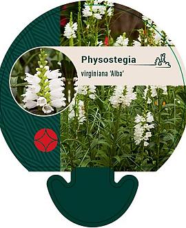 Physostegia v. 'Alba' Pot 9 cm