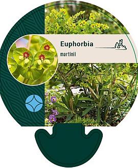 Euphorbia martini Pot 9 cm