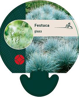 Festuca glauca Pot 9 cm