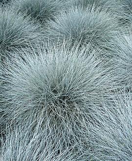 Festuca glauca Pot 9 cm