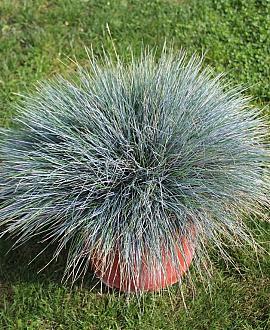 Festuca glauca 'Blaufuchs' Pot 9 cm