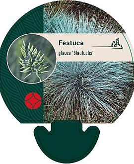 Festuca glauca 'Blaufuchs' Pot 9 cm