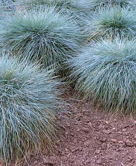 Festuca glauca 'Elijah Blue' Pot 9 cm