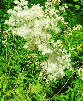 Filipendula ulmaria Pot 9 cm