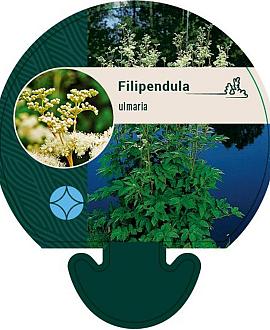 Filipendula ulmaria Pot 9 cm
