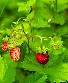 Fragaria vesca Pot 9 cm