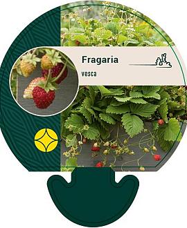 Fragaria vesca Pot 9 cm