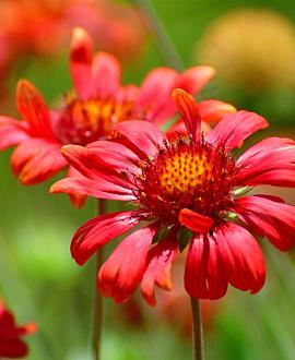 Gaillardia 'Burgunder' Pot 9 cm