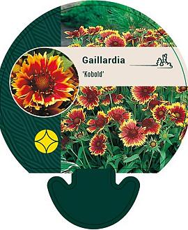 Gaillardia 'Kobold' Pot 9 cm