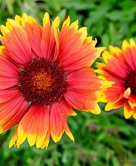 Gaillardia 'Kobold' Pot 9 cm