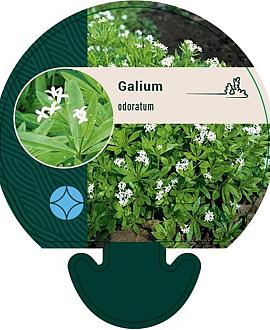 Galium odoratum Pot 9 cm