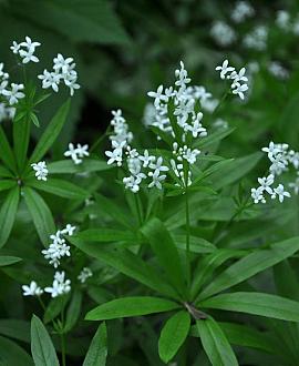 Galium odoratum Pot 9 cm