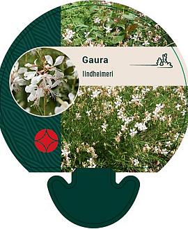 Gaura lindheimeri Pot 9 cm