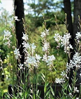 Gaura lindheimeri Pot 9 cm