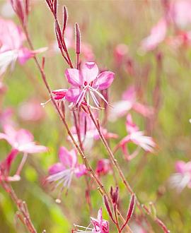 Gaura l. 'Siskiyou Pink' Pot 9 cm