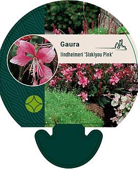 Gaura l. 'Siskiyou Pink' Pot 9 cm