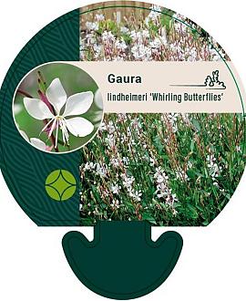 Gaura l. 'Whirling Butterflies' Pot 9 cm