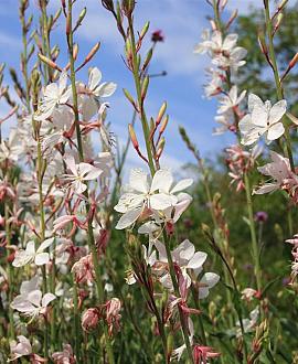 Gaura l. 'Whirling Butterflies' Pot 9 cm