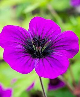 Geranium 'Ann Folkard' Pot 9 cm