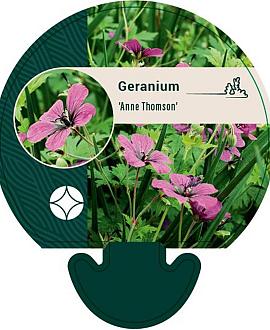 Geranium 'Anne Thomson' Pot 9 cm
