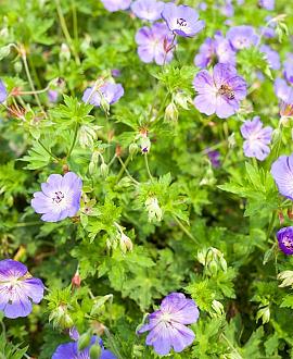 Geranium 'Azure Rush' Pot 9 cm