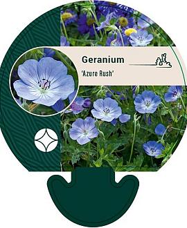 Geranium 'Azure Rush' Pot 9 cm