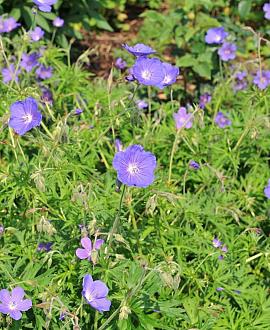 Geranium 'Brookside' Pot 9 cm
