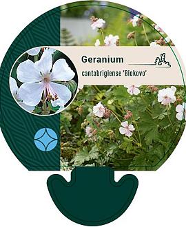 Geranium cant. 'Biokovo' Pot 9 cm