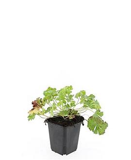 Geranium cant. 'Biokovo' Pot 9 cm