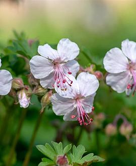 Geranium cant. 'Biokovo' Pot 9 cm