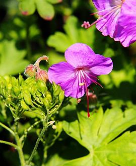 Geranium cant. 'Cambridge' Pot 9 cm