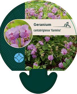 Geranium cant. 'Karmina' Pot 9 cm