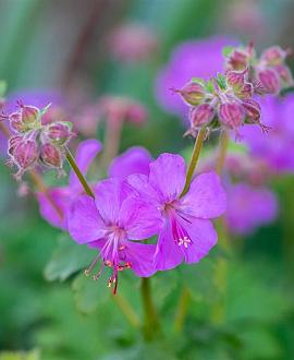 Geranium cant. 'Karmina' Pot 9 cm