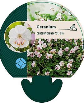 Geranium cant. 'St Ola' Pot 9 cm