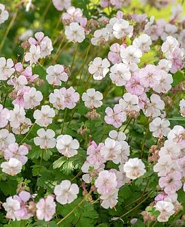 Geranium cant. 'St Ola' Pot 9 cm