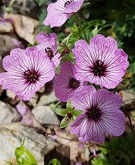 Geranium cin. 'Ballerina' Pot 9 cm