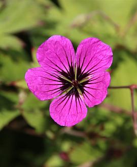 Geranium cin. 'Giuseppii' Pot 9 cm