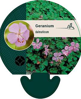 Geranium dalmaticum Pot 9 cm