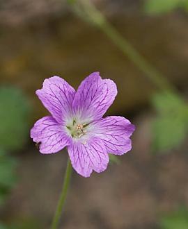 Geranium endressii Pot 9 cm