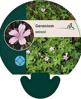Geranium endressii Pot 9 cm