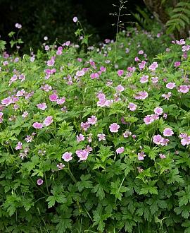 Geranium endressii 'Wargrave Pink' Pot 9 cm