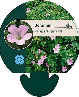 Geranium endressii 'Wargrave Pink' Pot 9 cm
