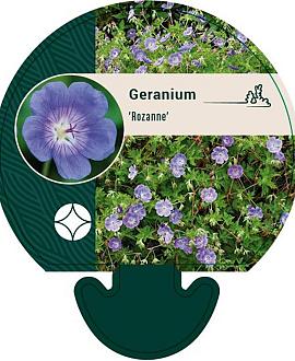 Geranium Rozanne Pot 9 cm