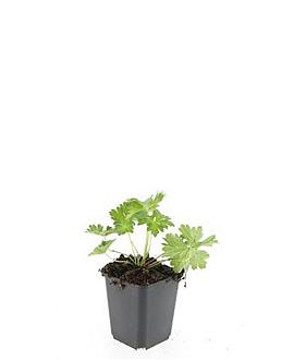 Geranium Rozanne Pot 9 cm