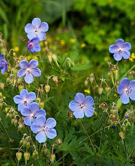 Geranium 'Johnson's Blue' Pot 9 cm