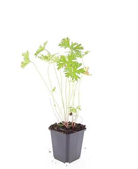 Geranium 'Johnson's Blue' Pot 9 cm